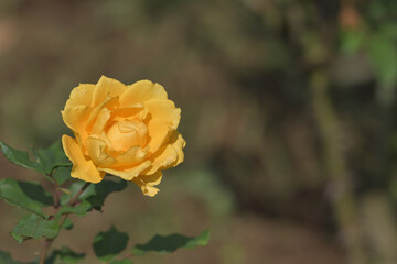 Yellow rose flowers blooming in the garden