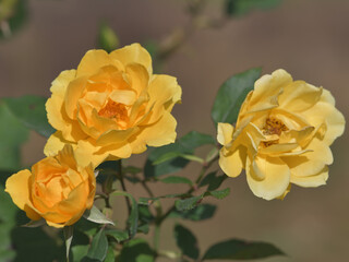 Yellow rose flowers blooming in the garden