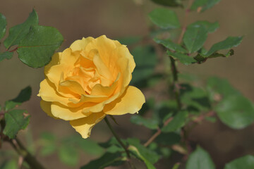 Yellow rose flowers blooming in the garden