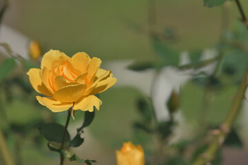 Yellow rose flowers blooming in the garden