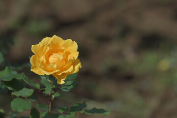 Yellow rose flowers blooming in the garden
