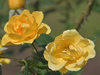Yellow rose flowers blooming in the garden