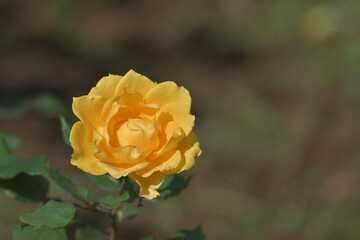 Yellow rose flowers blooming in the garden