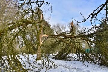Broken tree from severe winter snow storm at the local park in Redmond, WA, USA.