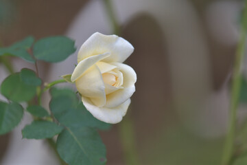 Beautiful cream rose flowers in the garden