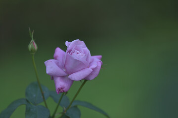 Purple rose blooming in the garden