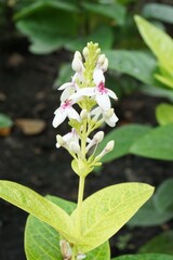 white flower in nature garden
