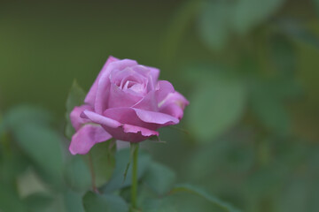 Purple pink rose blooming in the garden