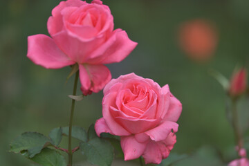 romantic pink rose in the garden