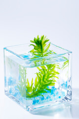 グラスの水草