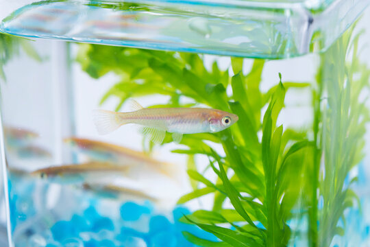 グラスのメダカ