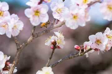 北野天満宮の紅梅
