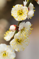 Obraz premium 北野天満宮の白梅