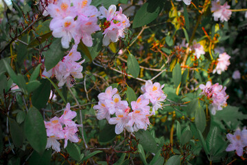 pink flowers in the garden