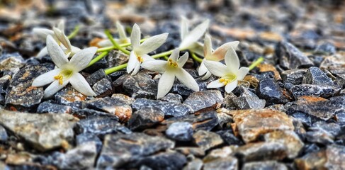 flowers on the ground