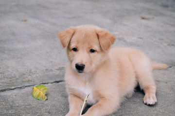 golden retriever puppy on the floor
