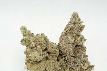 Hydroponically Grown Dried Medical Cannabis