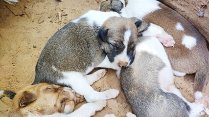 New born puppies sleeping in the cave
