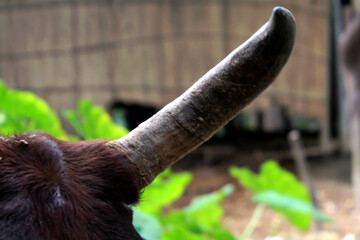 Portrait of a wildebeest, National park of Kenya, Bangladesh