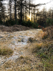 Path in the autumn forest covered with snow at sunset. Brightly lit wood. Fall season. Conifers with yellow and orange needles. Beautiful northern nature. Background with setting sun