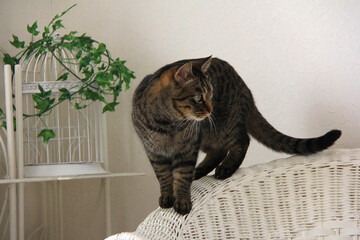 リビングを散歩する猫