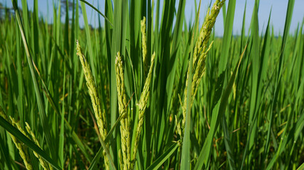 Photograph of rice leaves close-up, used for background.