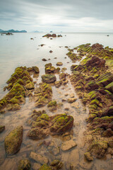 Beauty moss  on stone at the beach.