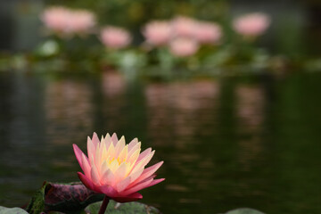 Tropical water lily blooms in a pond.