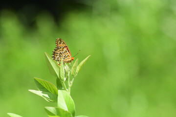 A Beautiful butterfly rests on top of grass.