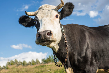 Portrait of a funny black and white cow with a chain around its neck. Close up. Bottom view. Bull as a symbol of new year and Christmas 2021