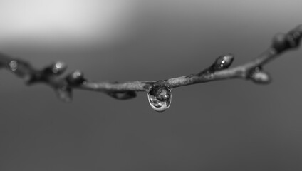 Fototapeta premium Close-up of a drop of water in the morning after an icy rain. Winter subfreezing weather concept. Monochrome photo.