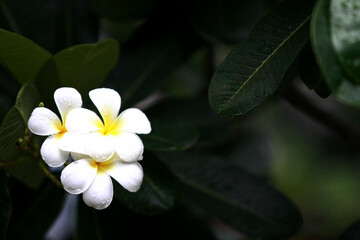 Plumeria flowers on the tree , close up