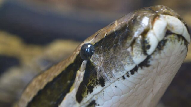 The small eyes of the boa constrictor snake
