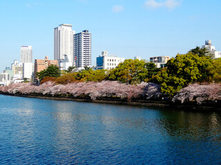 Fototapeta premium 大川と天満浜の桜並木