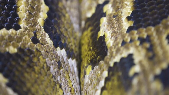 Closer look of the yellow and black scales of the boa constrictor snake