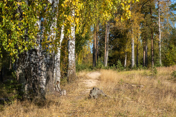 Autumn forest with birch and pine trees in bright yellow leaves.