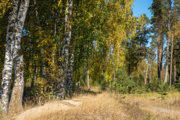 Fototapeta premium Autumn forest with birch and pine trees in bright yellow leaves.