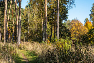 Fototapeta na wymiar Autumn forest with birch and pine trees in bright yellow leaves.