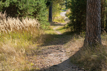 Fototapeta premium A narrow path in an autumn pine forest on a sunny day.