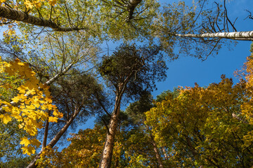 The tops of birches and pines converging in the center of the frame on an autumn day.