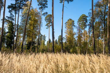 Background with dry grass in the foreground and mixed forest.
