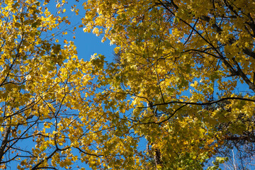 Bright golden-yellow maple leaves against a blue sky.