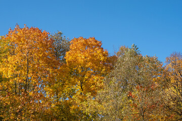 Fototapeta premium Bright yellow-orange maple leaves against a blue sky.