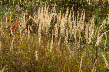 Tall stems of dry grass and a plant with red leaves.
