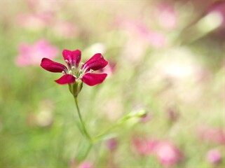 Obraz premium Closeup pink flower Baby's -breath ,petals of red Gypsophila flower plants in garden with sunshine and blurred background ,macro image ,sweet color for card design ,pink flowers in the field