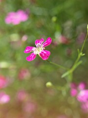Fototapeta premium Closeup pink Baby's -breath ,petals of red Gypsophila flower plants in garden with sunshine and blurred background ,macro image ,sweet color for card design