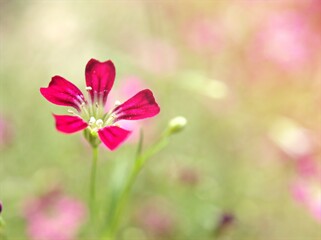 Fototapeta na wymiar Closeup pink flower Baby's -breath ,petals of red Gypsophila flower plants in garden with sunshine and blurred background ,macro image ,sweet color for card design ,pink flowers in the field