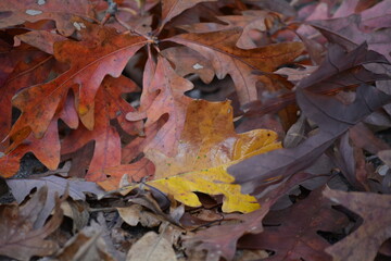 fall leaves