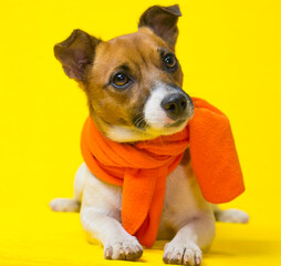 Portrait of Jack Russell Terrier dog in an orange scarf on a yellow background. The happy dog is ready for the holiday.