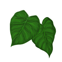 fresh mostera leaves